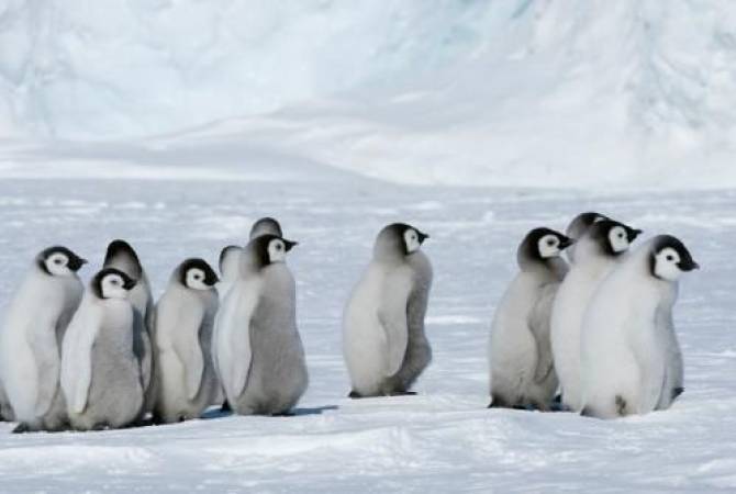  Массовая гибель детенышей императорских пингвинов в Антарктиде: ученые 
предсказывают катастрофу 