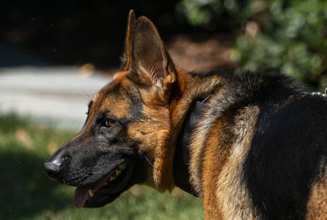 Բայդենի շունն ավելի քան 20 անգամ կծել է ԱՄՆ գաղտնի ծառայության 
աշխատակիցներին