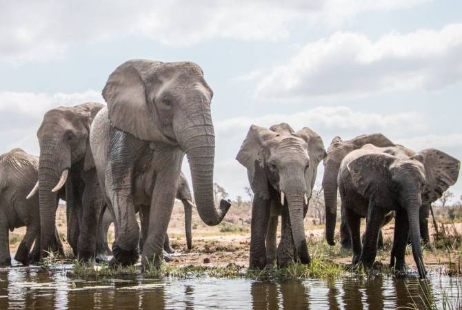 Botswana threatens to send 20,000 elephants to Germany | ARMENPRESS Armenian News Agency