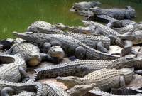Elevage de crocodiles en Arménie:une nouvelle attraction touristique