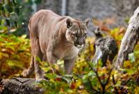 Bloomberg: львы и пумы в зоопарке ЮАР переболели COVID-19, заразившись от 
работников

