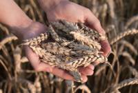 «Սովեկոն» ընկերության հաշվարկներով ցորենի համաշխարհային պաշարները 
կբավականացնի մինչև 18 շաբաթ

