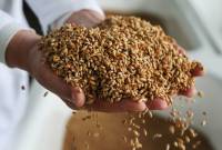 Грузия вводит запрет на экспорт пшеницы и ячменя