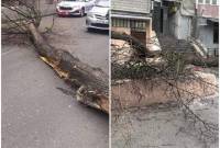Քամու հետեւանքով Երևանում ծառեր են տապալվել
