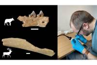 В Германии нашли останки древнейшего Homo sapiens