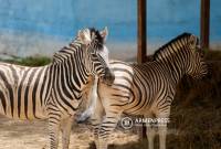 Nuevos habitantes en el zoológico de Ereván
