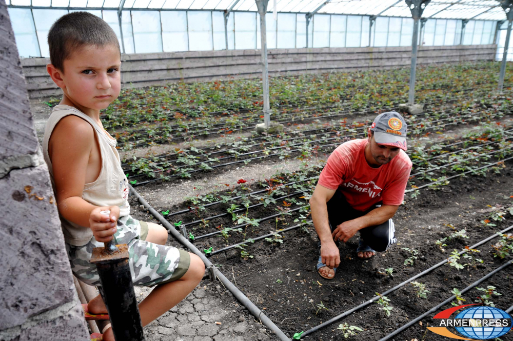 Greenhouse Армения роза